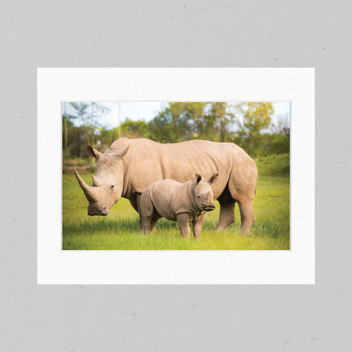 Matte Print 29E - Australia Zoo Kingston the Rhino