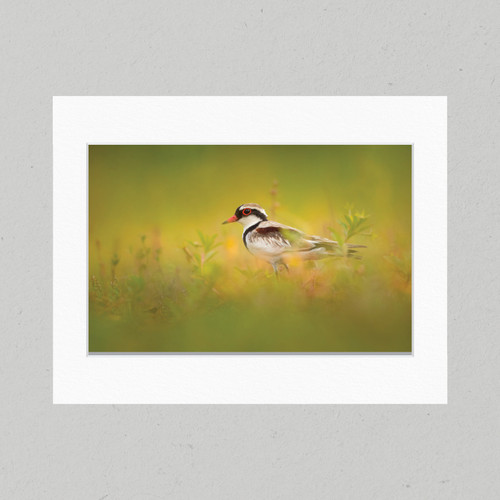 Matte Print 38B - Birds Dotterel Camouflage