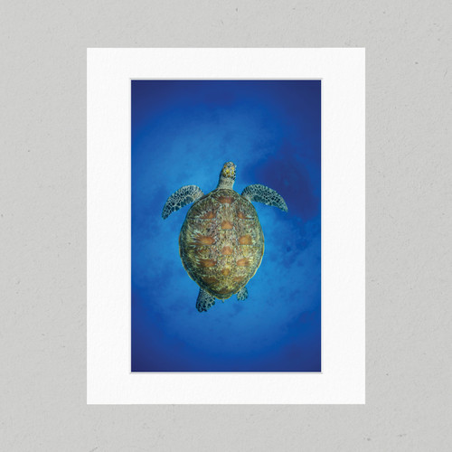 Matte Print 59D - Underwater Green Sea Turtle