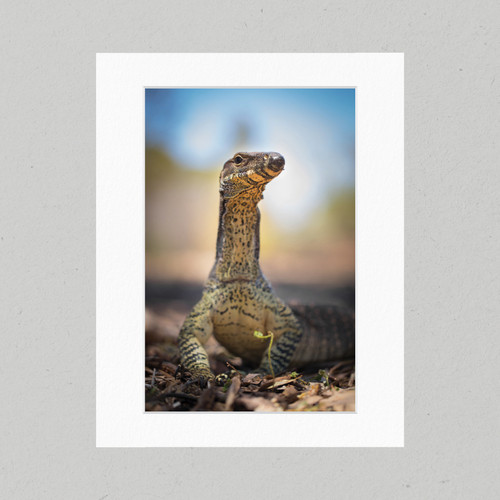 Matte Print 88C - Reptiles Lace Monitor