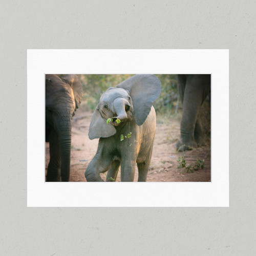 Matte Print 104 - Baby Elephant Antics
