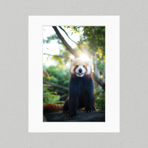 Matte Print ELE002 - Elephantasia Red Panda