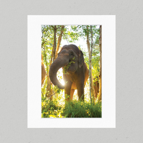 Matte Print ELE004 - Elephantasia Sumatran Elephant