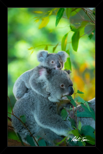 Special Edition Koala and Joey Fine Art Print