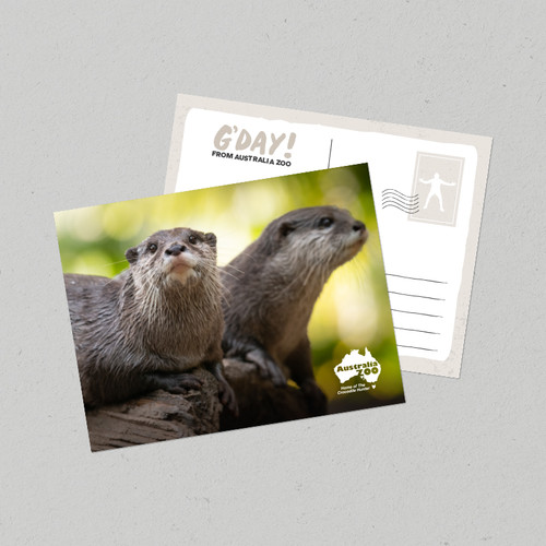 Postcard Australia Zoo Otter
