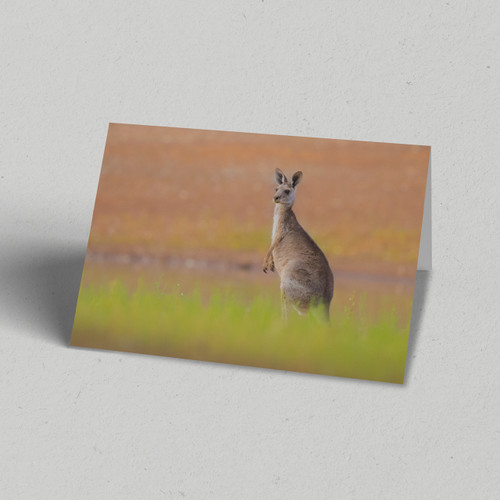 Greeting Card Australia Zoo Grey Kangaroo