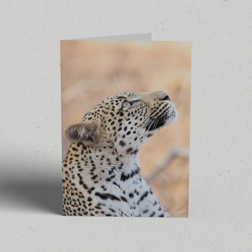 Greeting Card Australia Zoo Leopard