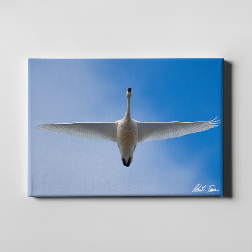 Robert Irwin Large Canvas - Swan