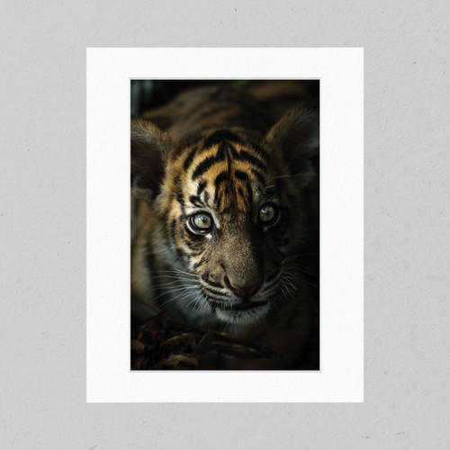 Matte Print 22 - Australia Zoo Curious Cub