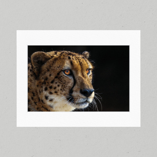 Matte Print 25 - Australia Zoo Cheeky Cheetah