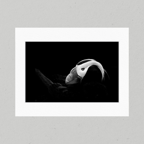 Matte Print 45B - Black and White Tufted Puffin