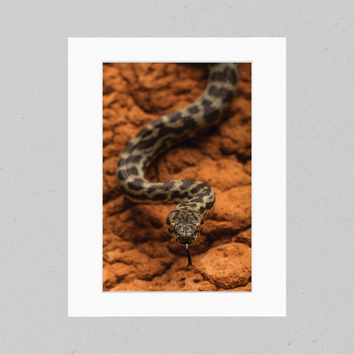 Matte Print 83B - Reptiles Spotted Python