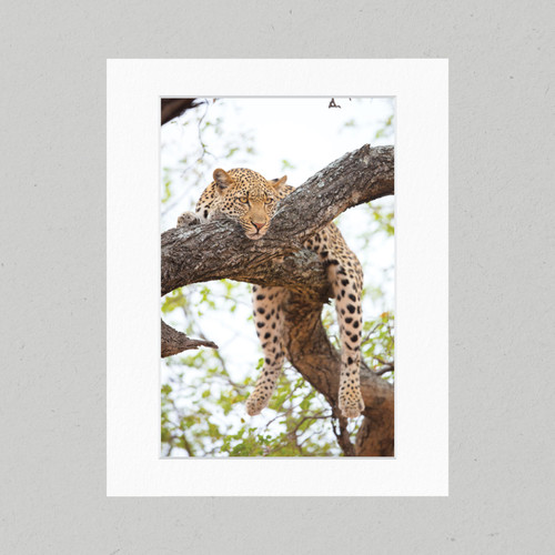 Matte Print 04B - Africa Resting Leopard