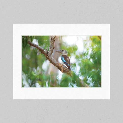 Matte Print 31B - Birds Blue-winged Kookaburra