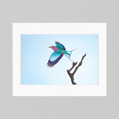 Matte Print 39B - Birds Lilac-breasted Roller