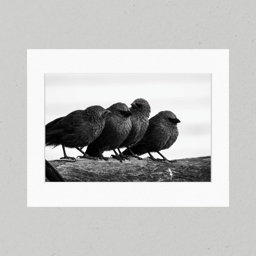 Matte Print 46C - Black and White Birds of a Feather