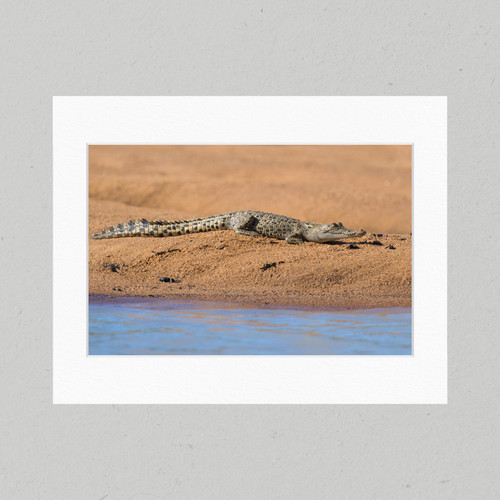 Matte Print 87B - Reptiles Baby Crocodile