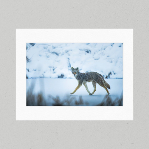 Matte Print 79B - North America Coyote