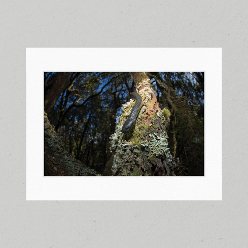 Matte Print 86C - Reptiles Tiger In The Trees