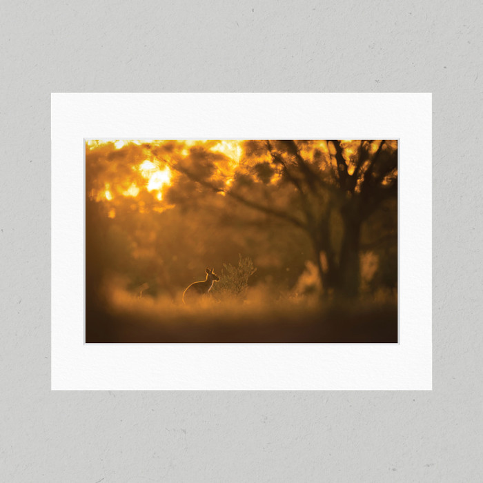 Matte Print 11B - Australia Kangaroo Sunset