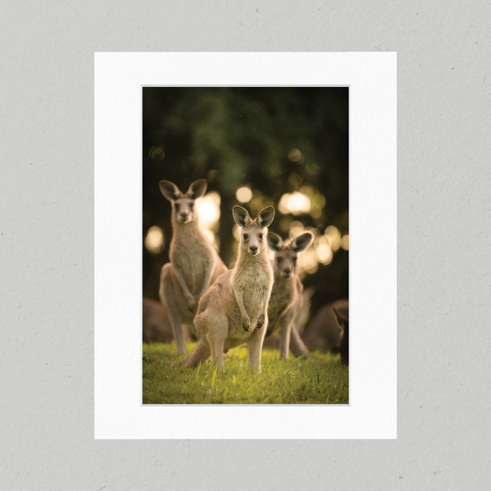 Matte Print 23B - Australia Zoo Trio of Roos