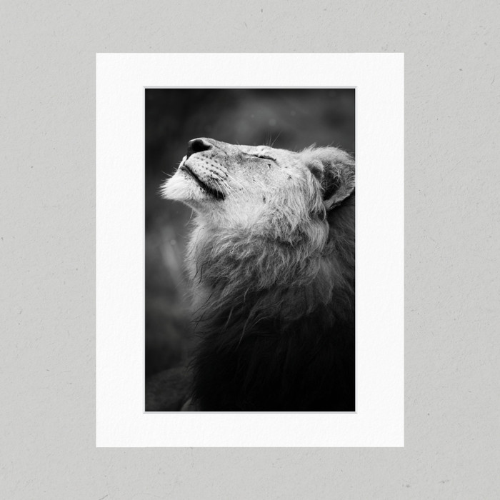 Matte Print  44B - Black and White Happy Lion