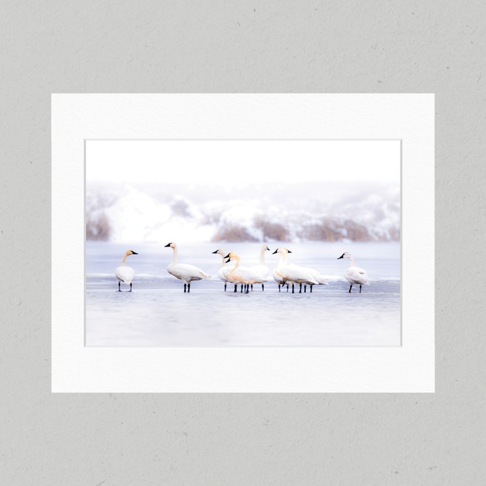 Matte Print 76C - North America Tundra Swans