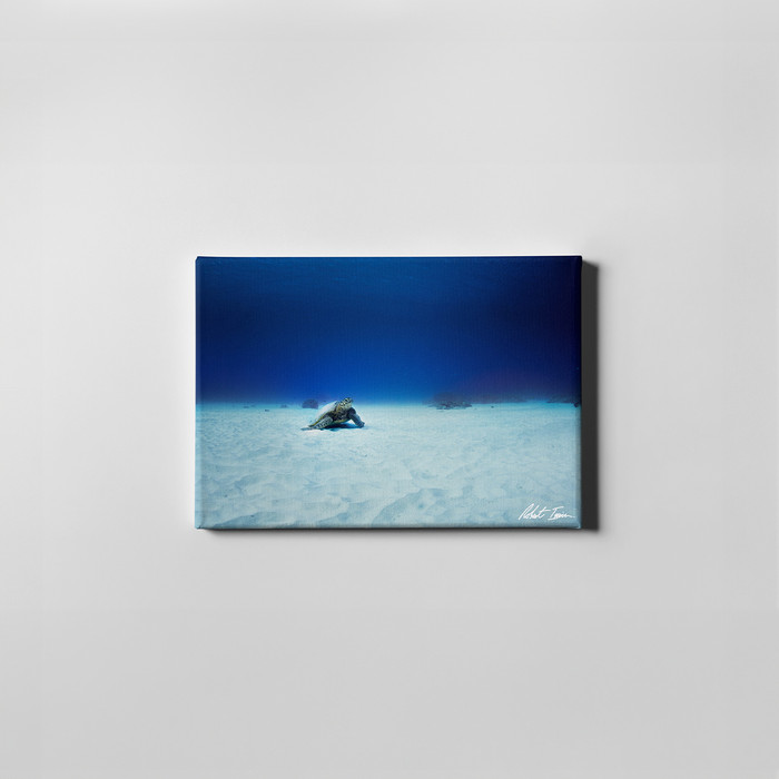 Robert Irwin Small Canvas - Green Sea Turtle Sea Bed