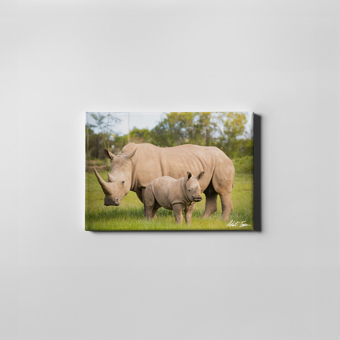 Robert Irwin Small Canvas - Kingston the Rhino