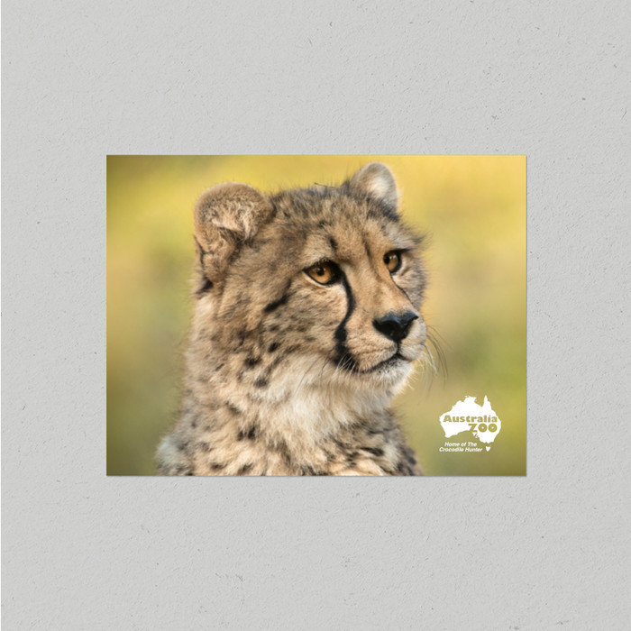 Postcard Australia Zoo Cheetah