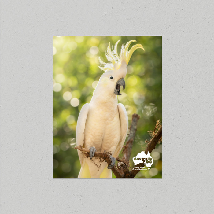 Postcard Australia Zoo Cockatoo