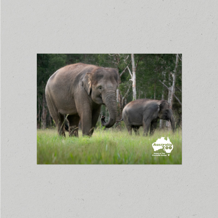 Postcard Australia Zoo Elephant