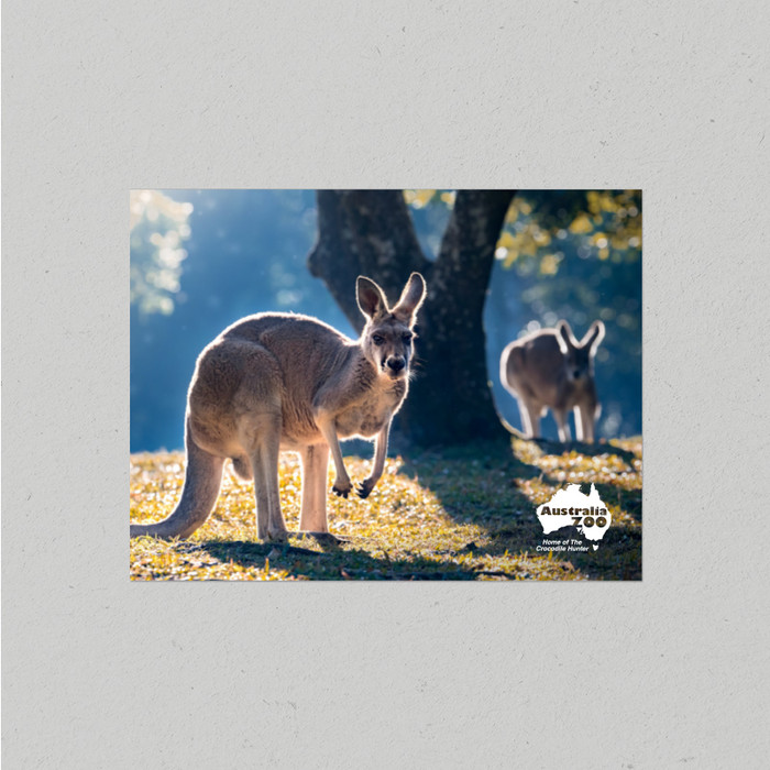 Postcard Australia Zoo Kangaroos
