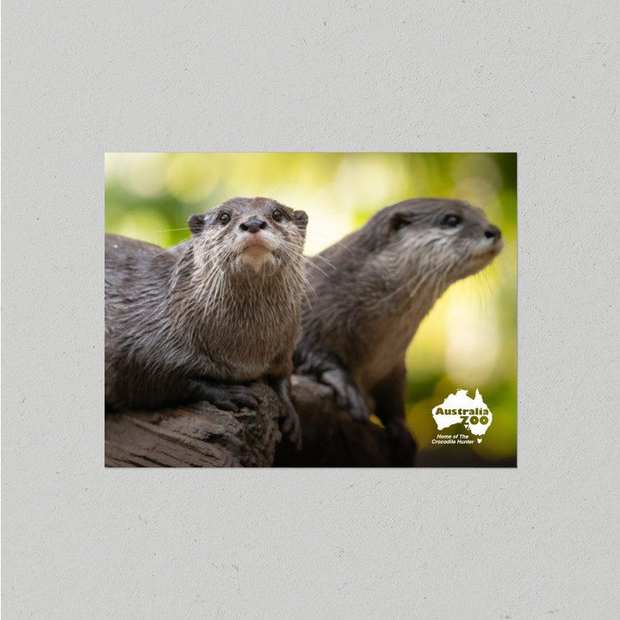 Postcard Australia Zoo Otter