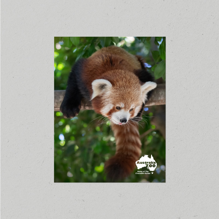 Postcard Australia Zoo Red Panda