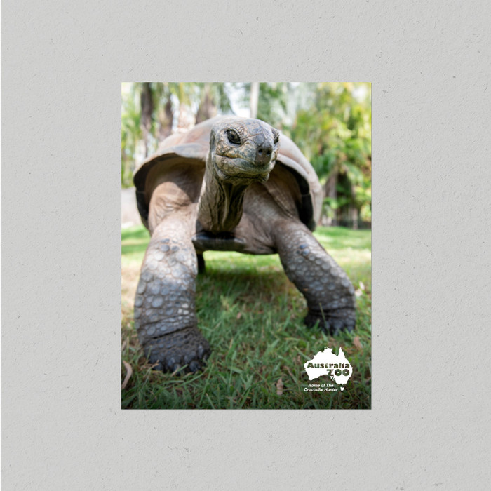 Postcard Australia Zoo Tortoise