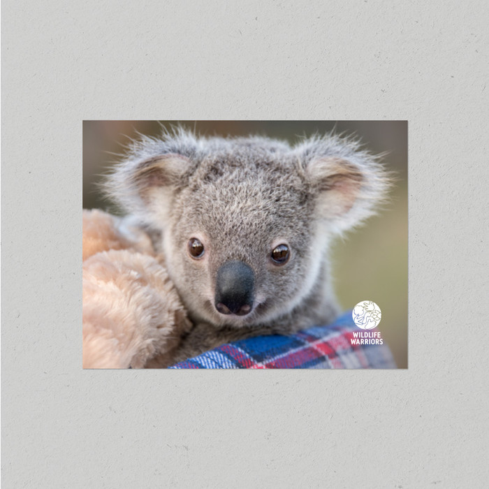 Postcard Wildlife Warriors Koala