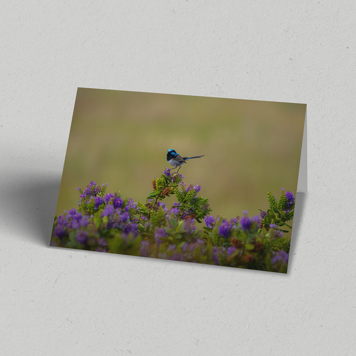 Greeting Card Australia Zoo Fairy Wren