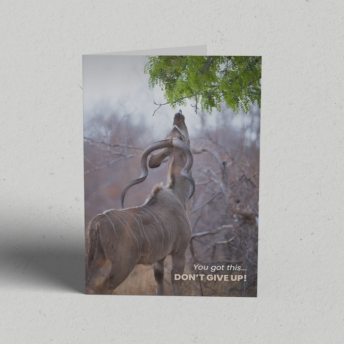 Greeting Card Australia Zoo Don't Give Up