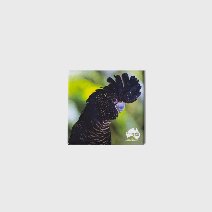 Magnet Square - Black Cockatoo