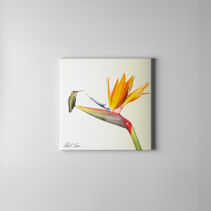 Robert Irwin Small Canvas - Anna's Hummingbird