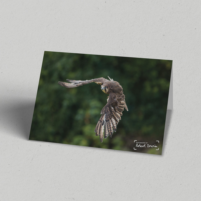 Robert Irwin Greeting Card Brown Falcon