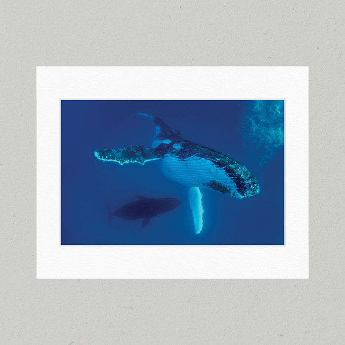 Matte Print 57B - Underwater Humpback Whales