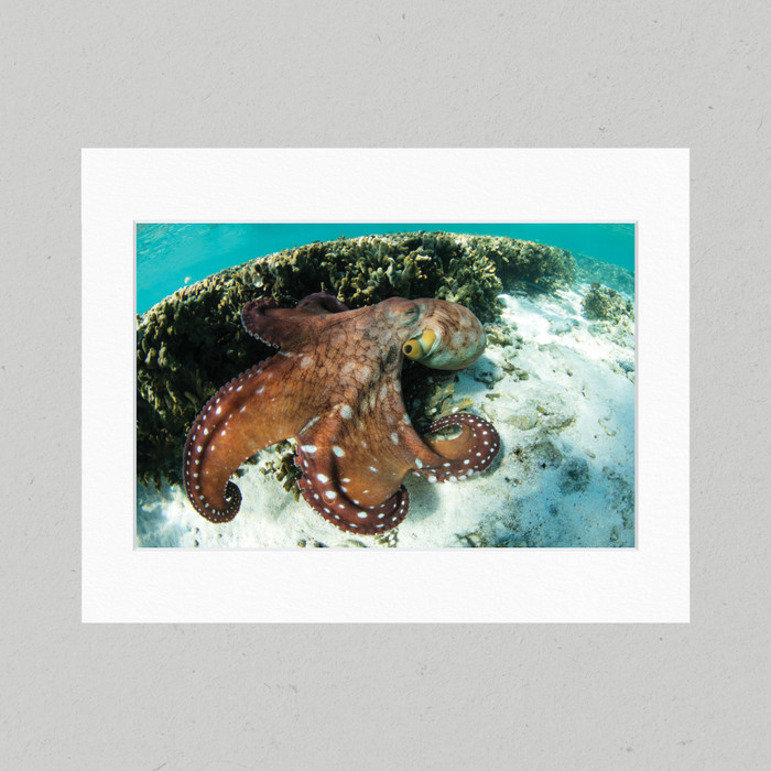 Matte Print 58B - Underwater Day Octopus