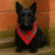 Scottie dog wearing bandana