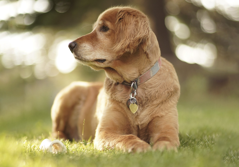 Servicio de veterinaria en Farmacia Azahar