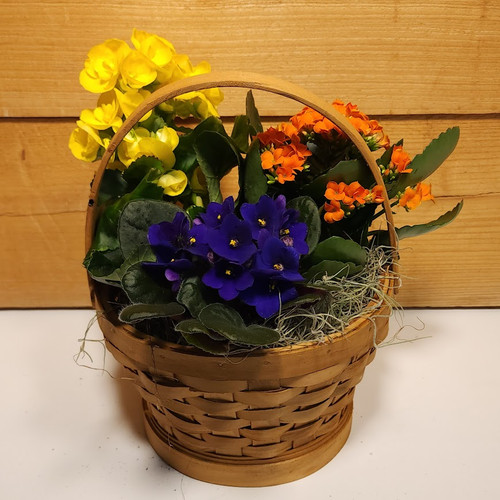  3 Flowering Plant Basket (SCF21D17)
