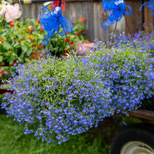 Lobelia Hanging Basket 10" 