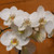 Enchanted Orchids (SCF21D51)