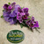 Purple Piccola Orchid Combo (SCF23MAY06)